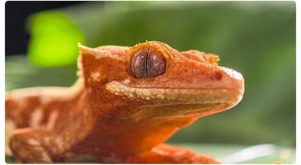 Gambar Bergerak Huawei Pura 80 Pro